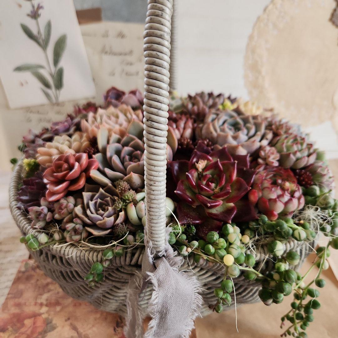 多肉植物寄せ植え　そのまま飾れる　大きなグレーのバスケット☆*