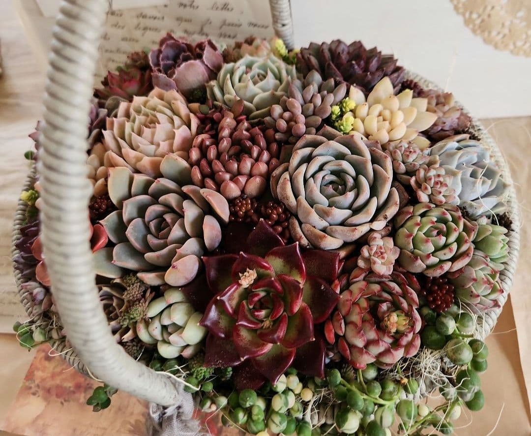 多肉植物寄せ植え　そのまま飾れる　大きなグレーのバスケット☆*