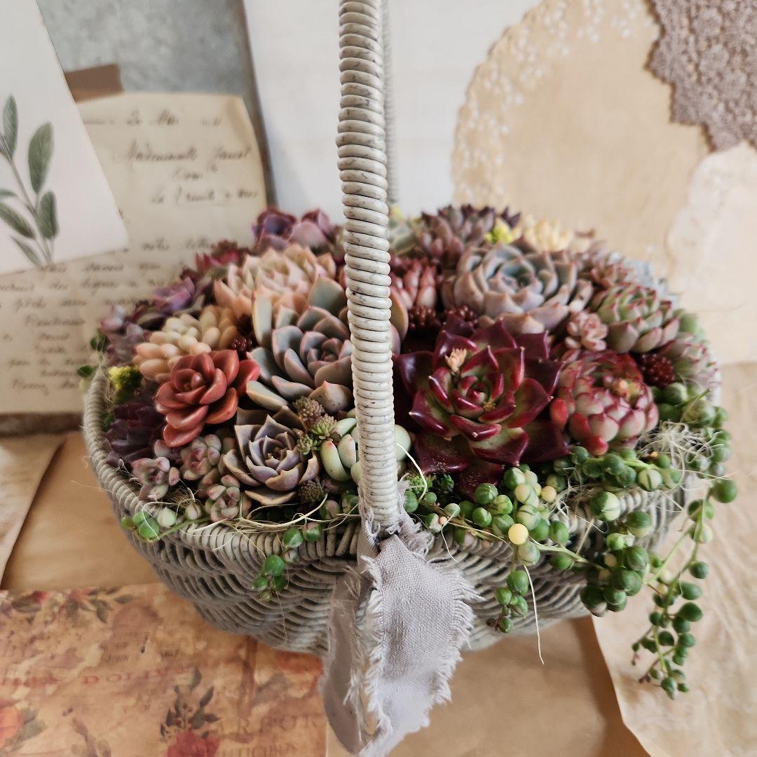 多肉植物寄せ植え　そのまま飾れる　大きなグレーのバスケット☆*