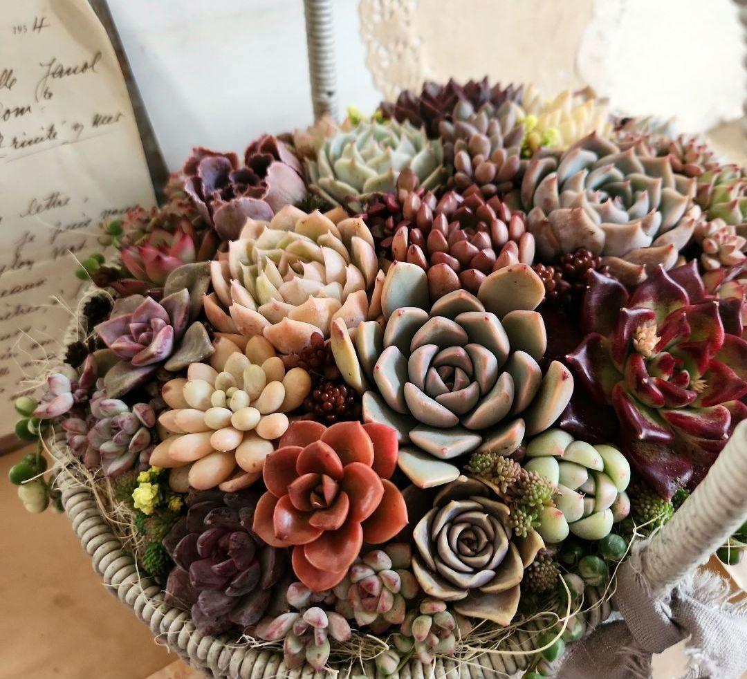 多肉植物寄せ植え　そのまま飾れる　大きなグレーのバスケット☆*