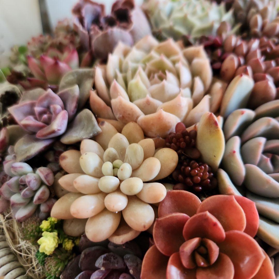 多肉植物寄せ植え　そのまま飾れる　大きなグレーのバスケット☆*