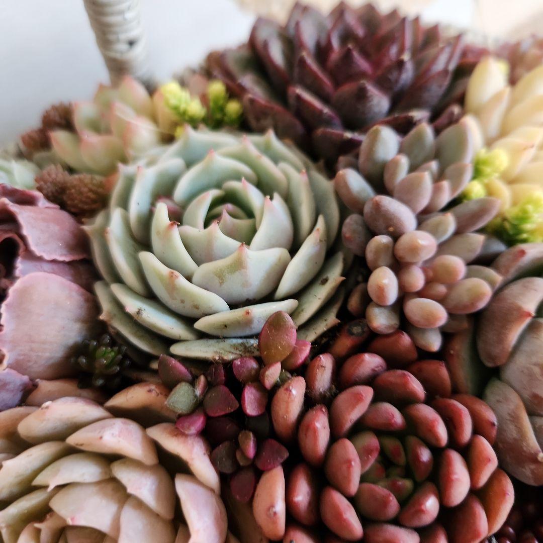 多肉植物寄せ植え　そのまま飾れる　大きなグレーのバスケット☆*