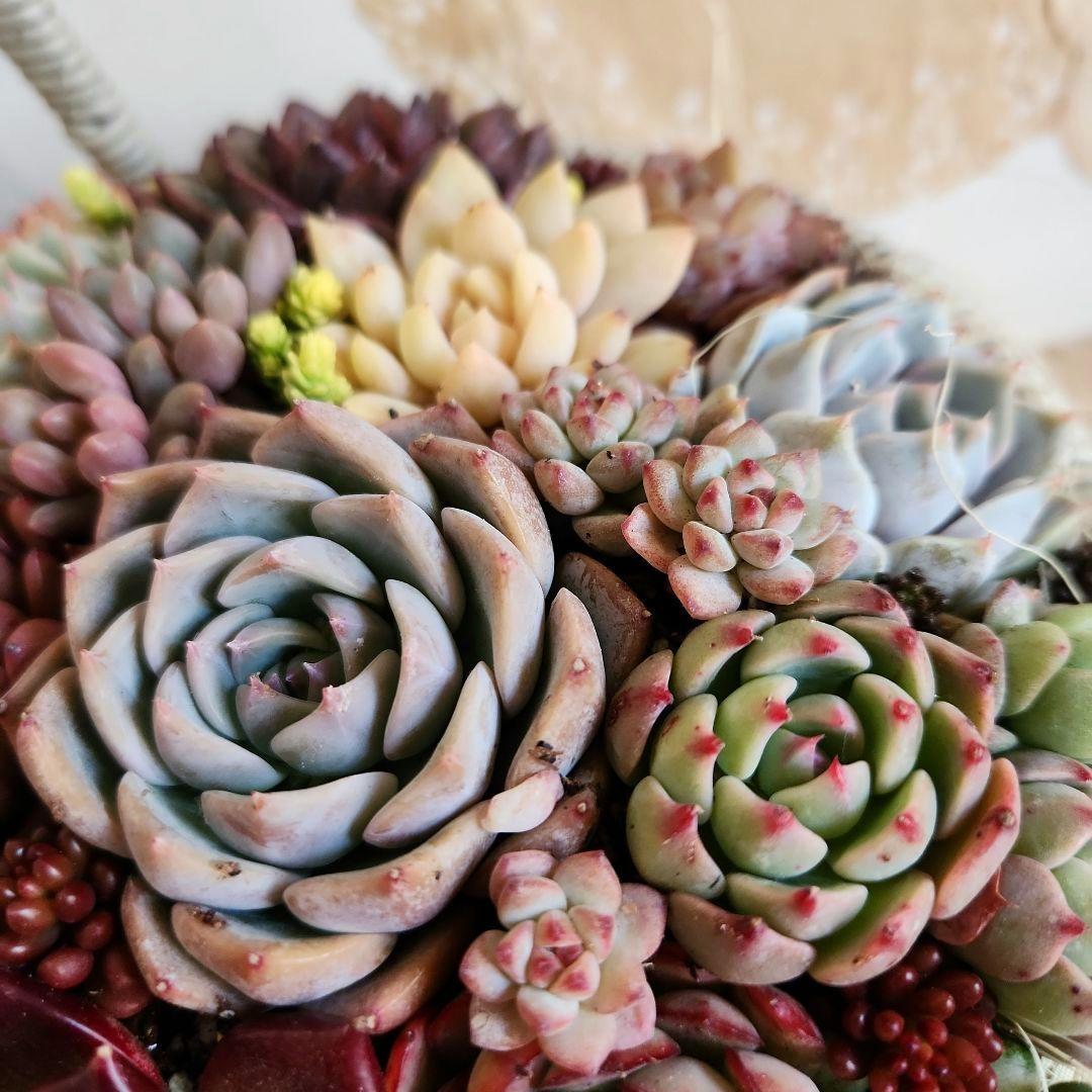 多肉植物寄せ植え　そのまま飾れる　大きなグレーのバスケット☆*