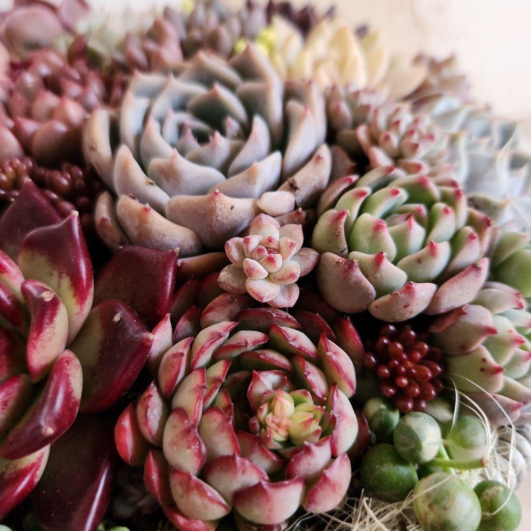 多肉植物寄せ植え　そのまま飾れる　大きなグレーのバスケット☆*