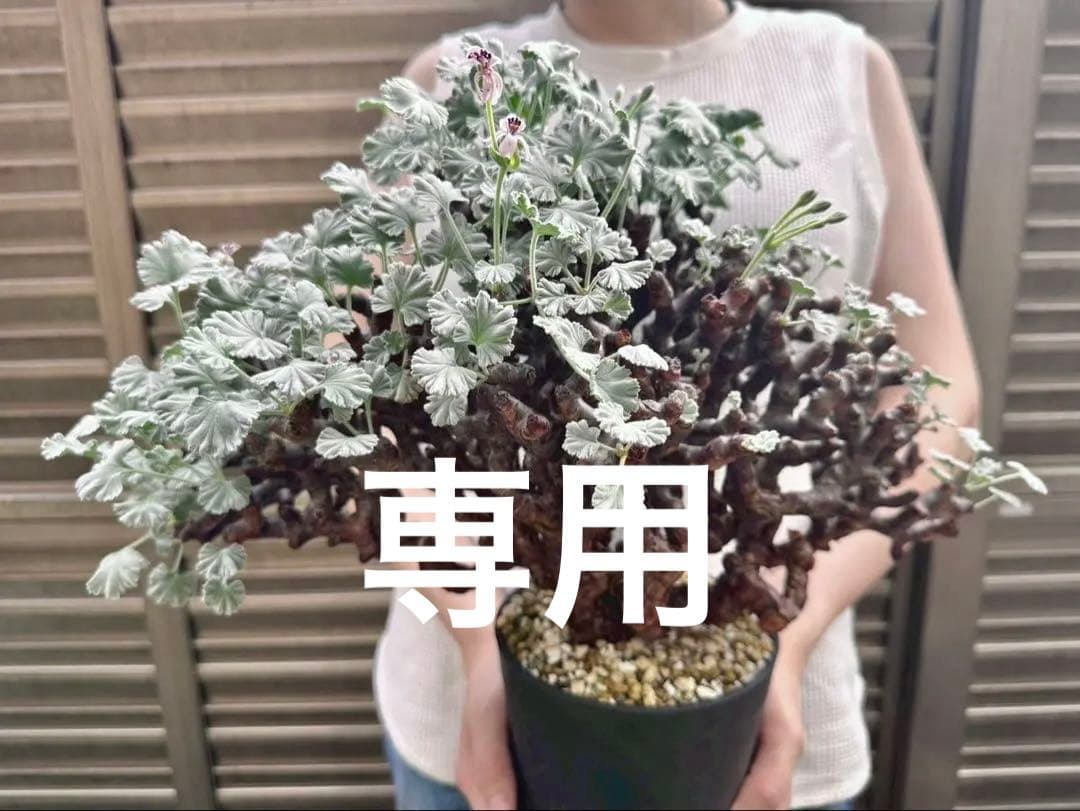 Junichi Fujiwara　ペラルゴニウム ミラビレ 幅40㎝ 大株
