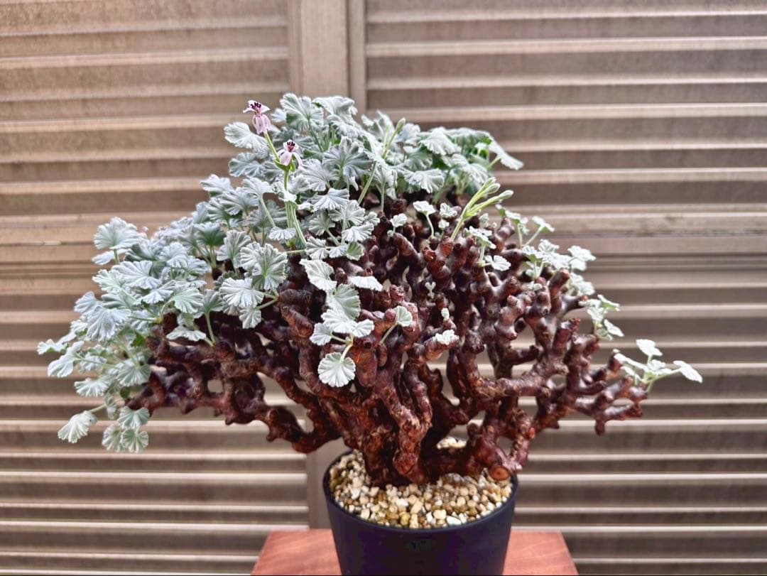 Junichi Fujiwara　ペラルゴニウム ミラビレ 幅40㎝ 大株