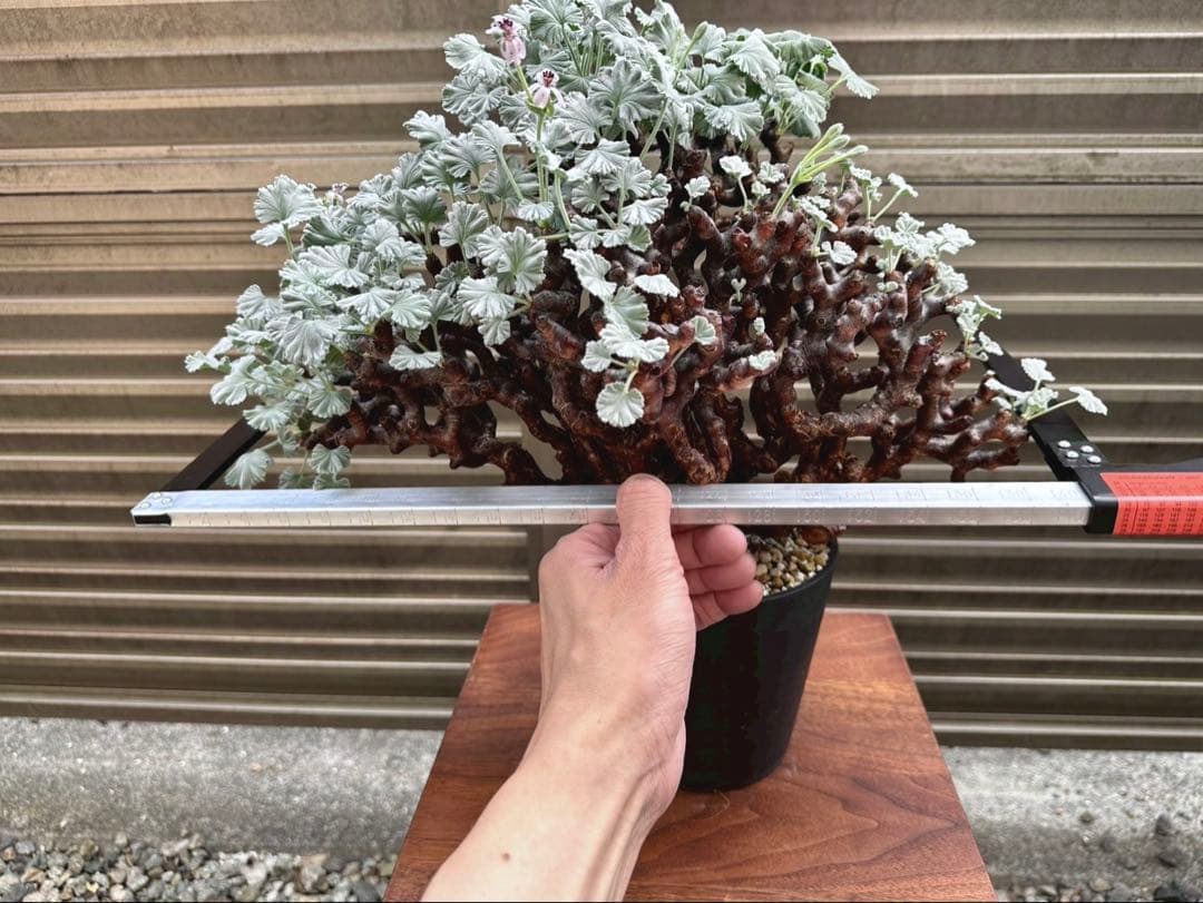 Junichi Fujiwara　ペラルゴニウム ミラビレ 幅40㎝ 大株