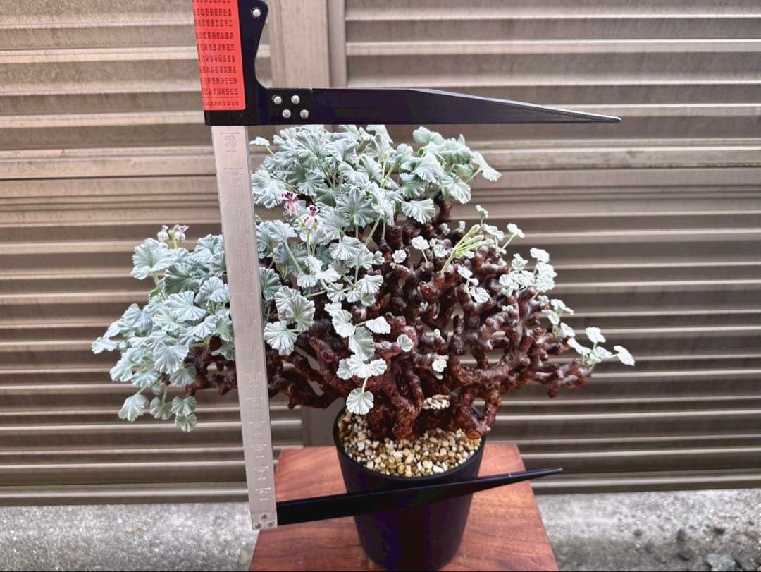 Junichi Fujiwara　ペラルゴニウム ミラビレ 幅40㎝ 大株