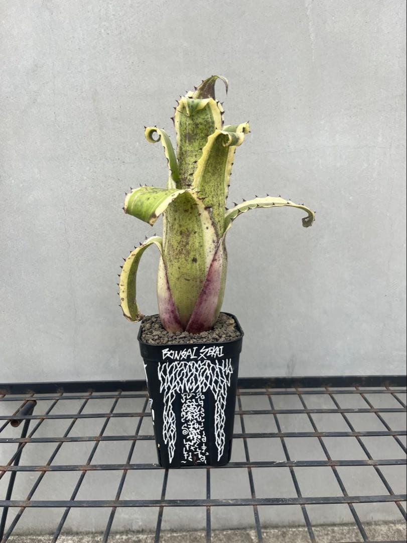 【最強鋭鋸歯】 Hohenbergia Karla’ ホヘンベルギア　カーラ