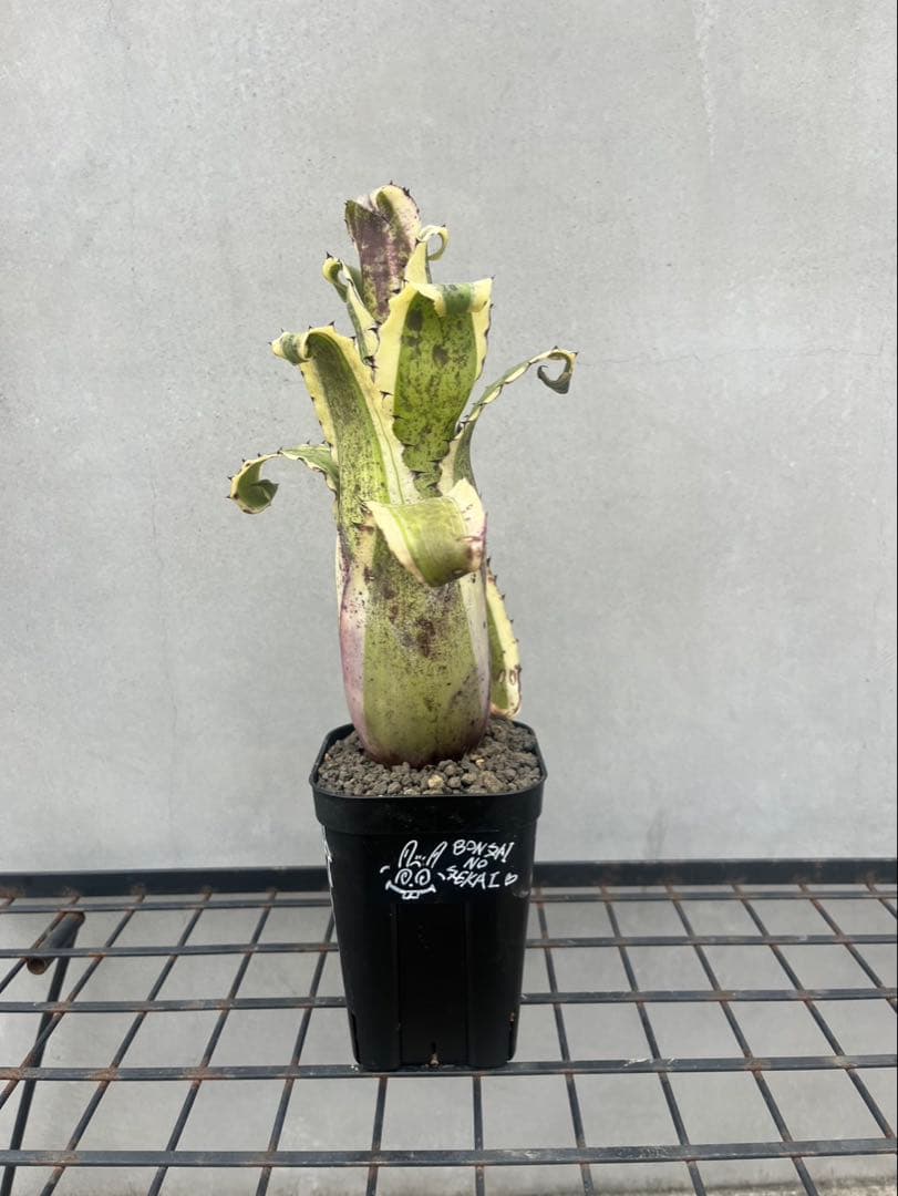 【最強鋭鋸歯】 Hohenbergia Karla’ ホヘンベルギア　カーラ