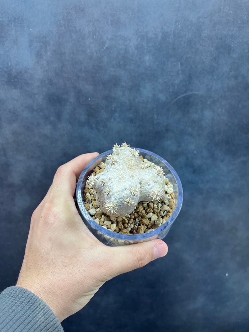 パキポディウム ブレビカウレB6 恵比寿笑