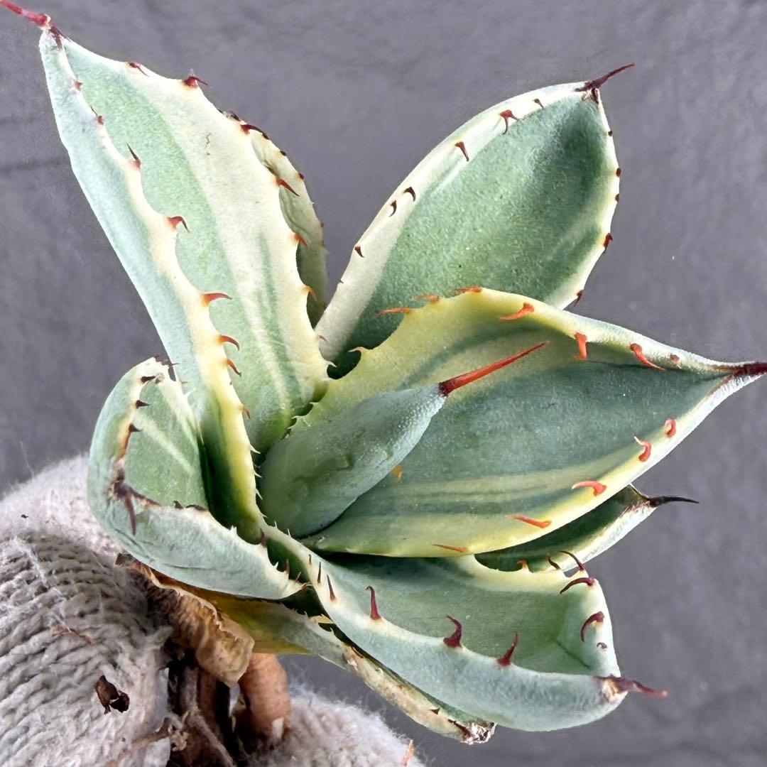 A*d様 【アガベ パリー“オリザバ”】最高コントラスト/明瞭斑入り/L-1