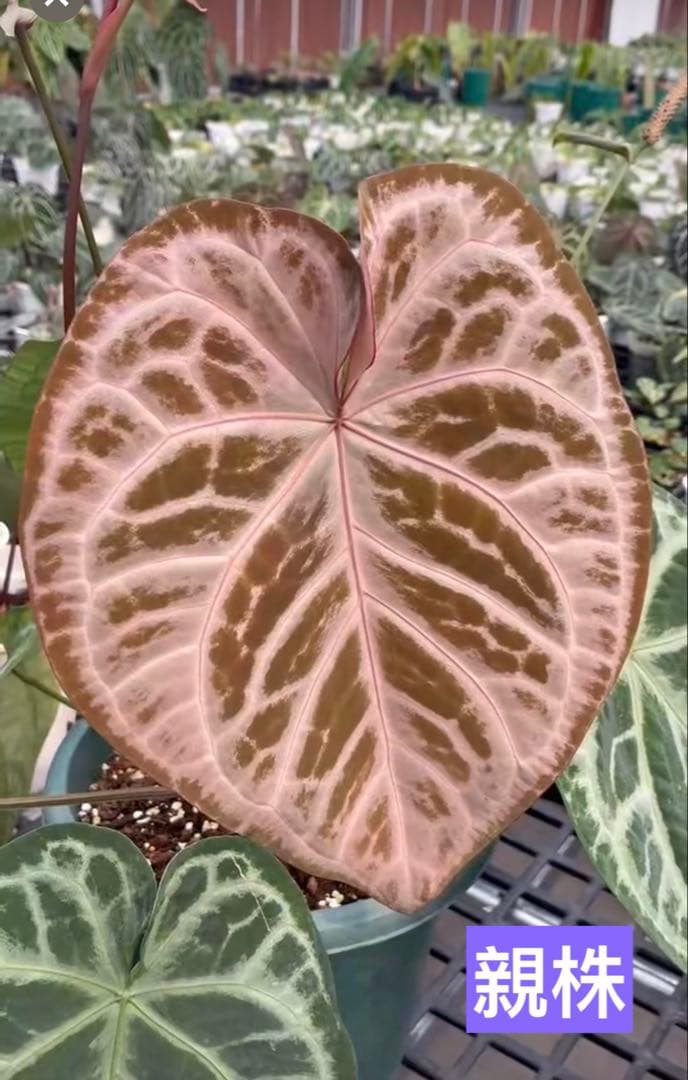 Anthurium Pink lemonade ULTRA✖️レッドクリスタリナム