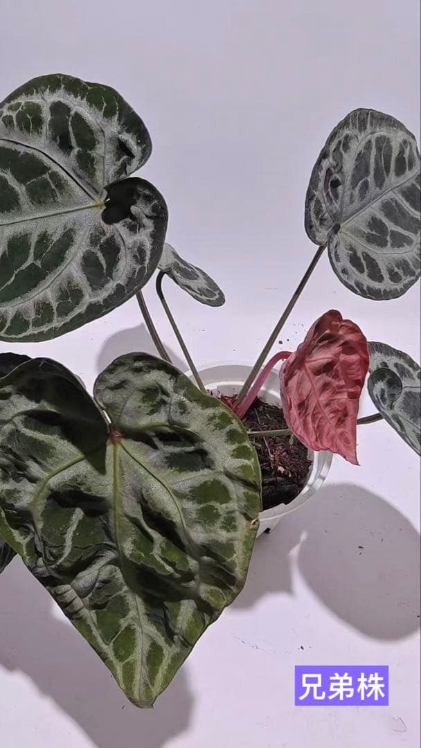 Anthurium Pink lemonade ULTRA✖️レッドクリスタリナム