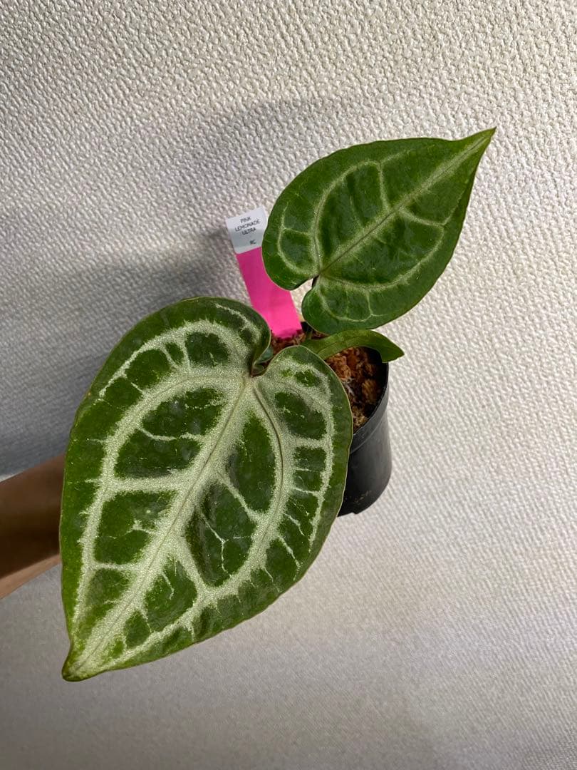 Anthurium Pink lemonade ULTRA✖️レッドクリスタリナム