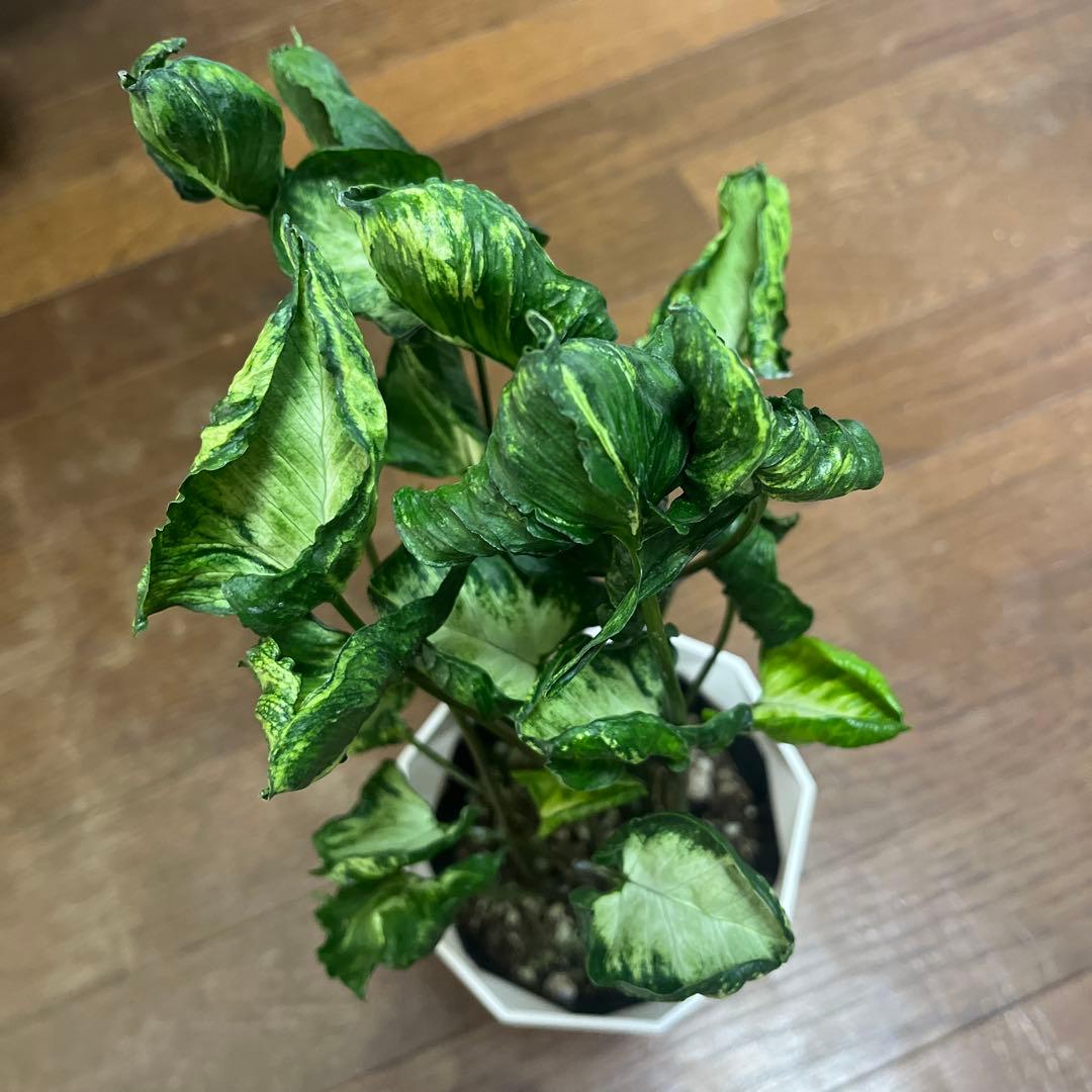 シンゴニウム　ゴジラ他ご注文分