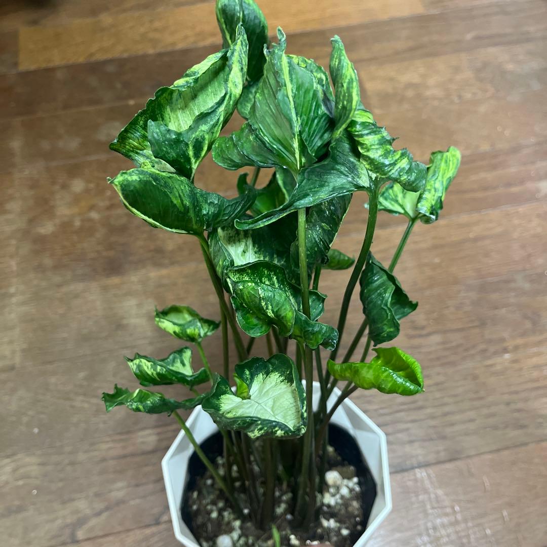 シンゴニウム　ゴジラ他ご注文分