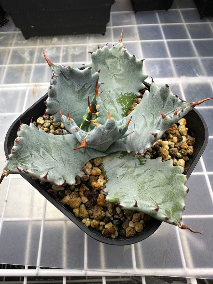 アガベ　青葉　特白肌