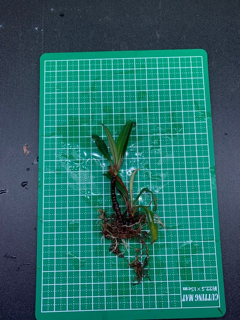 水草 Bucephalandra Gholiat Silver Dark Gray