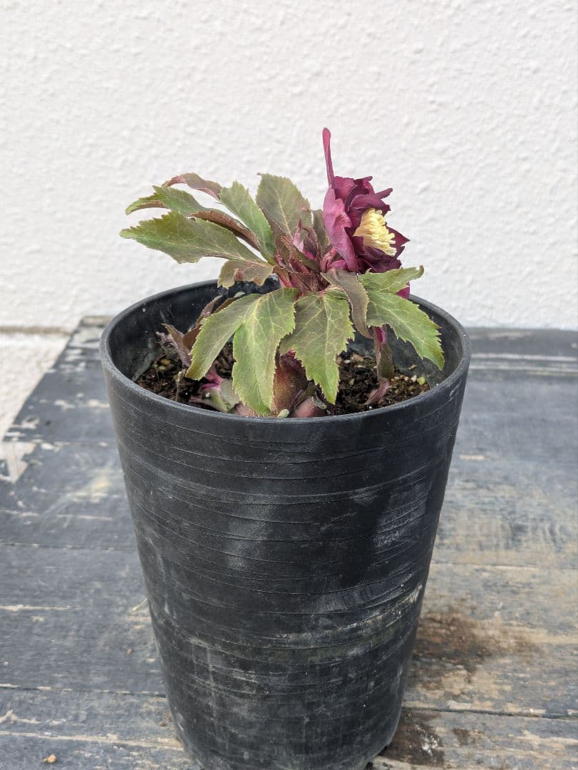 広瀬園芸 クリスマスローズ　ダブル 【ベルベットレッド】 極美個体