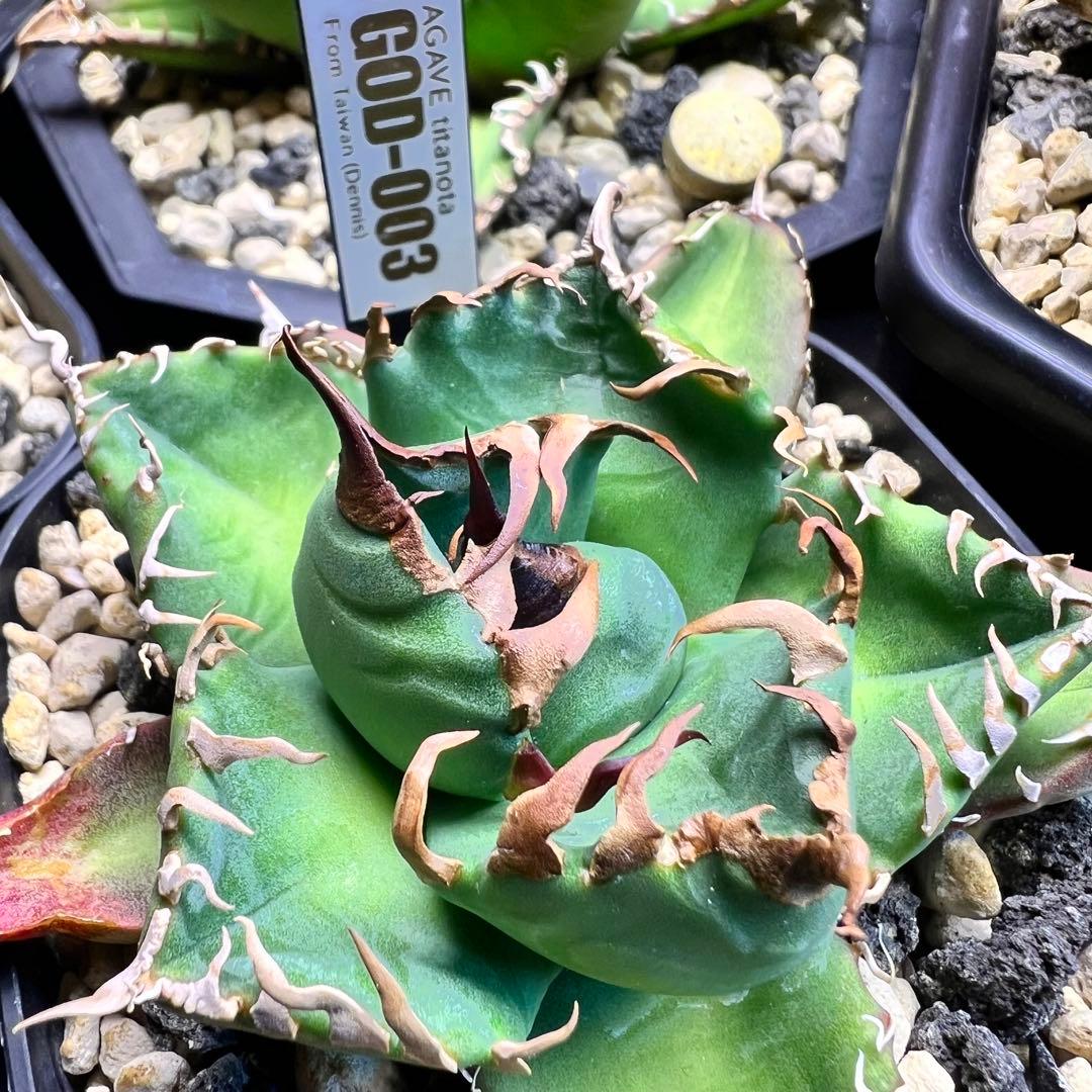 アガベ　チタノタ　GOD-003 デニス