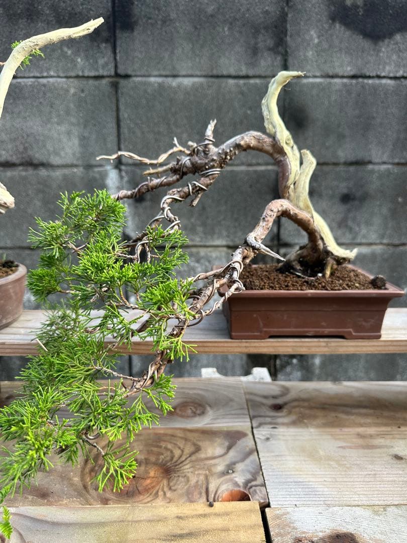 糸魚川真柏 盆栽 真柏