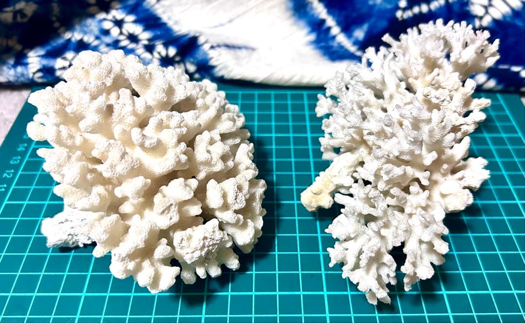 天然白サンゴ 置物 2点セット