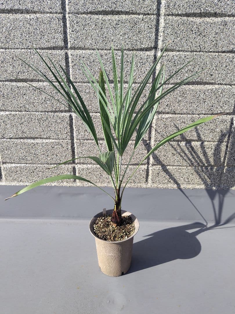 Brahea armata　トゲハクセンヤシ　ブラヘア アルマータ