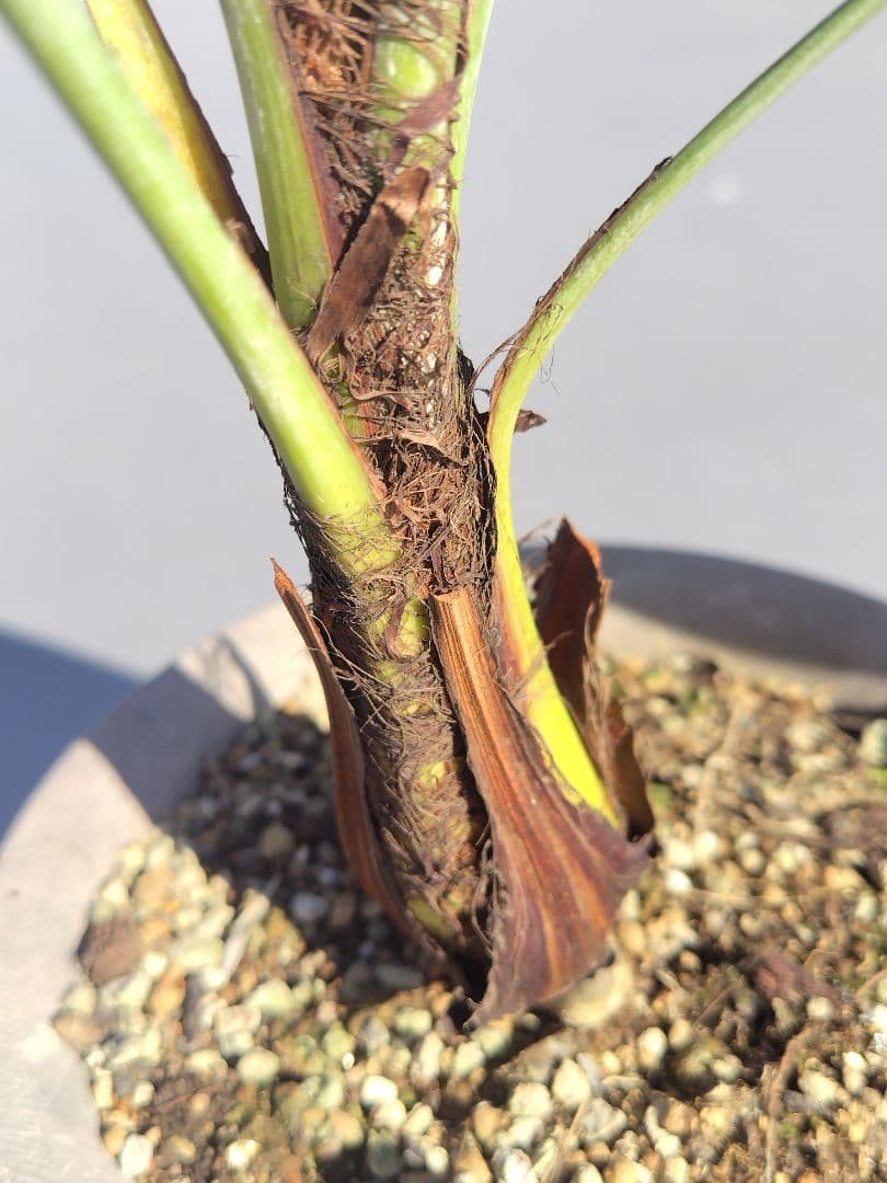 Brahea armata　トゲハクセンヤシ　ブラヘア アルマータ