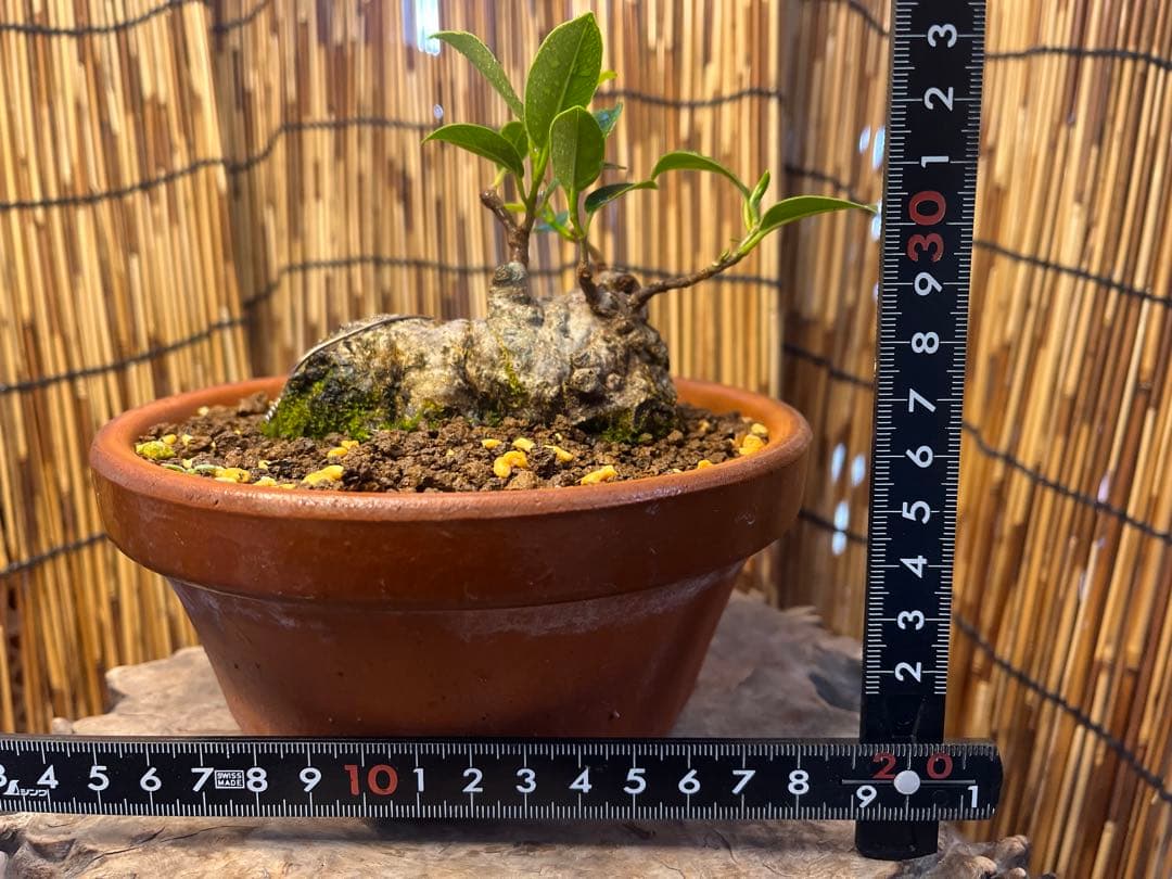 ✨✨✨superガジュマル【◎良品素材】検/珍奇塊根類♪happyセール品♪