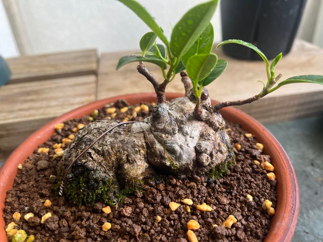 ✨✨✨superガジュマル【◎良品素材】検/珍奇塊根類♪happyセール品♪