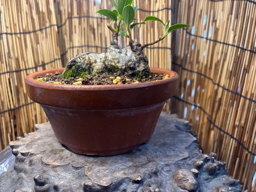 ✨✨✨superガジュマル【◎良品素材】検/珍奇塊根類♪happyセール品♪