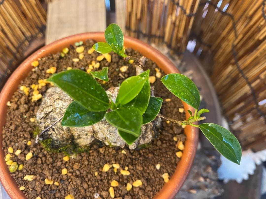 ✨✨✨superガジュマル【◎良品素材】検/珍奇塊根類♪happyセール品♪