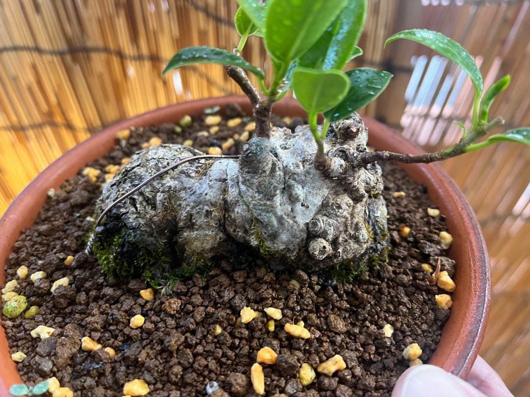 ✨✨✨superガジュマル【◎良品素材】検/珍奇塊根類♪happyセール品♪