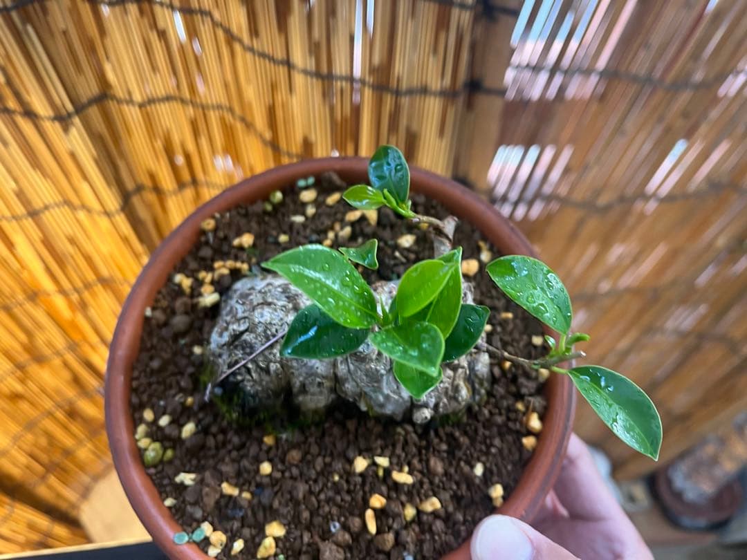 ✨✨✨superガジュマル【◎良品素材】検/珍奇塊根類♪happyセール品♪