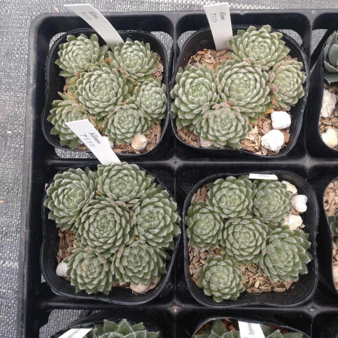 1ポット410円〜 センペルビウム26年1月 その7