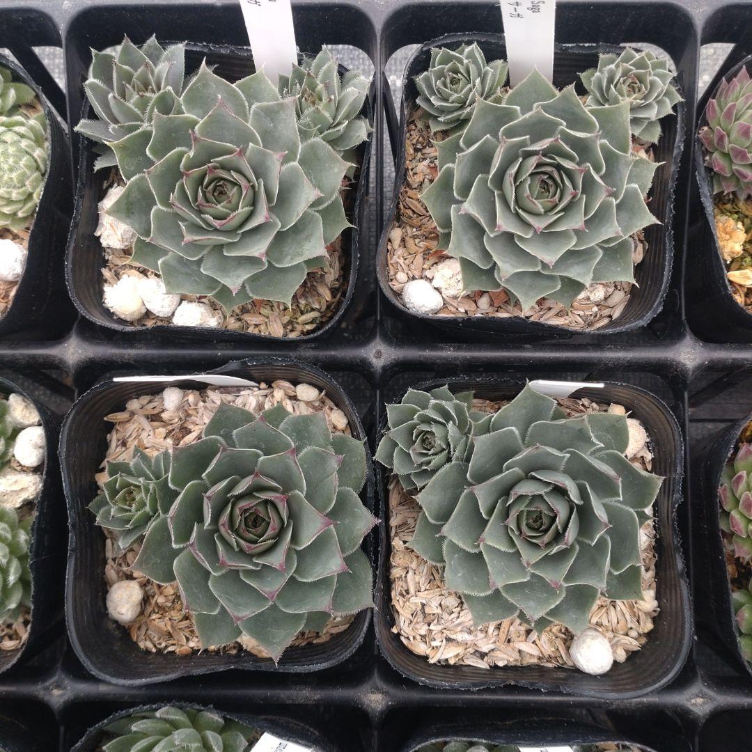 1ポット410円〜 センペルビウム26年1月 その7