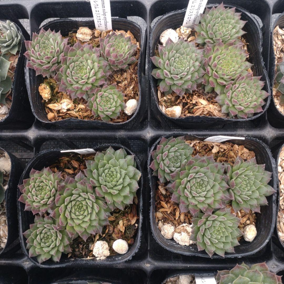 1ポット410円〜 センペルビウム26年1月 その7