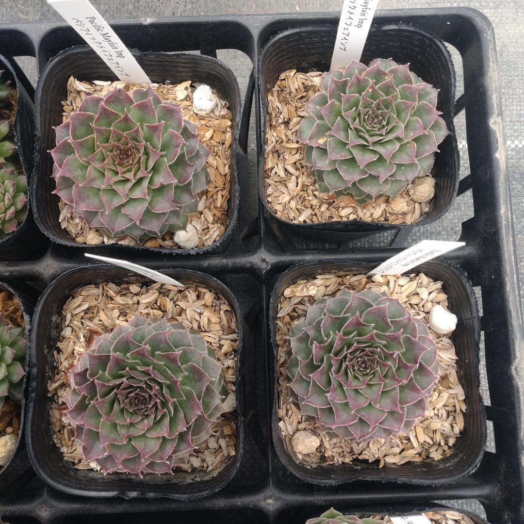 1ポット410円〜 センペルビウム26年1月 その7