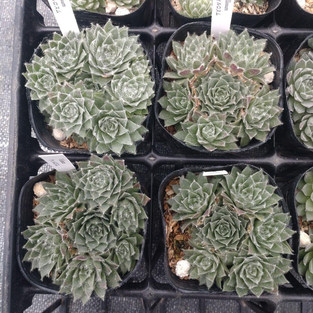 1ポット410円〜 センペルビウム26年1月 その7