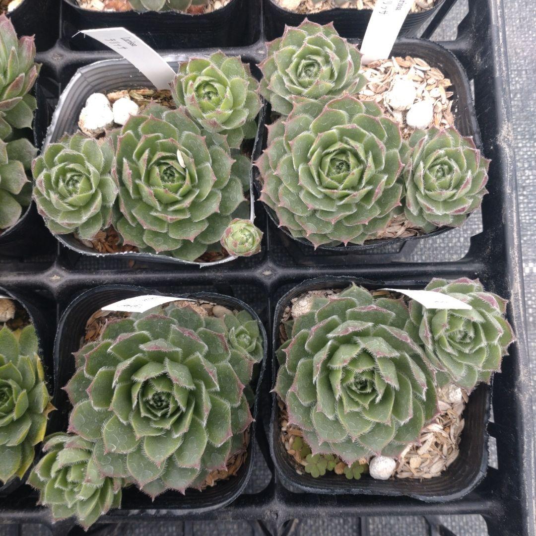 1ポット410円〜 センペルビウム26年1月 その7