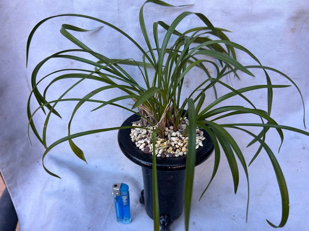 日本春蘭★水彩赤舌花★希少★10本