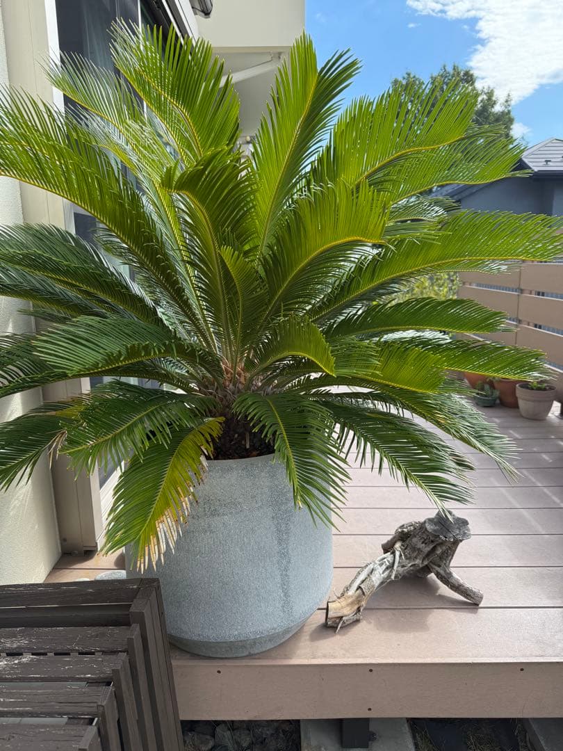 【引取限定】ソテツ 25年物