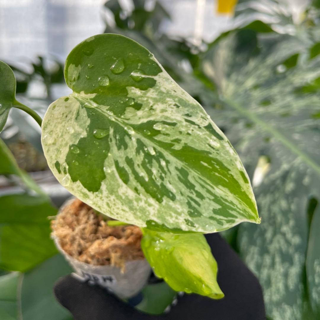 MB14モンステラ　デリシオーサ　ベトシオーサ　2寸ポリポット　ネコポス発送