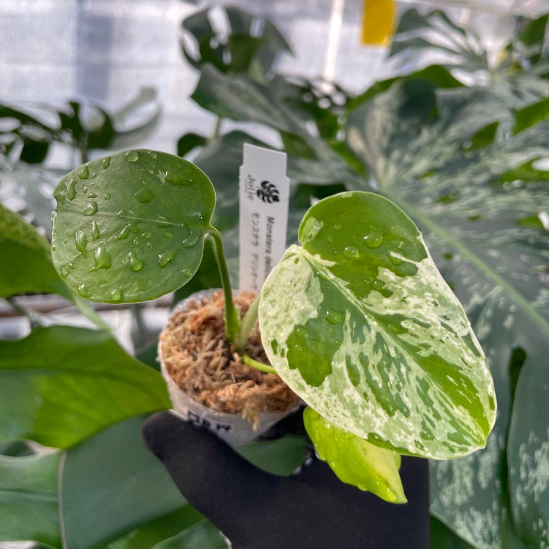 MB14モンステラ　デリシオーサ　ベトシオーサ　2寸ポリポット　ネコポス発送