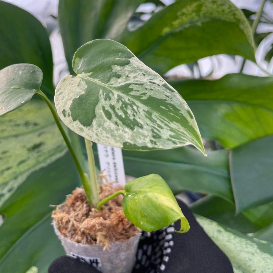 MB14モンステラ　デリシオーサ　ベトシオーサ　2寸ポリポット　ネコポス発送