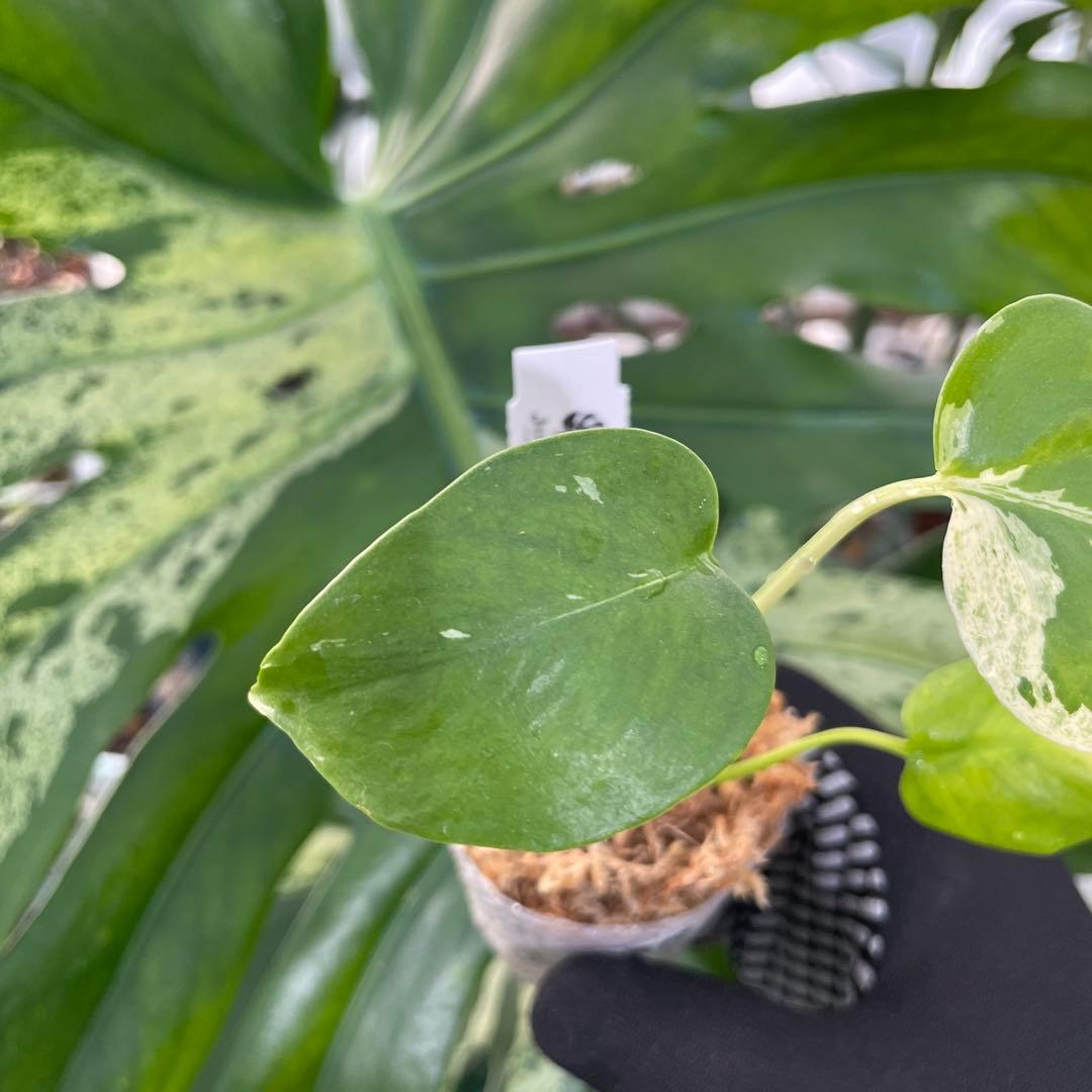 MB14モンステラ　デリシオーサ　ベトシオーサ　2寸ポリポット　ネコポス発送