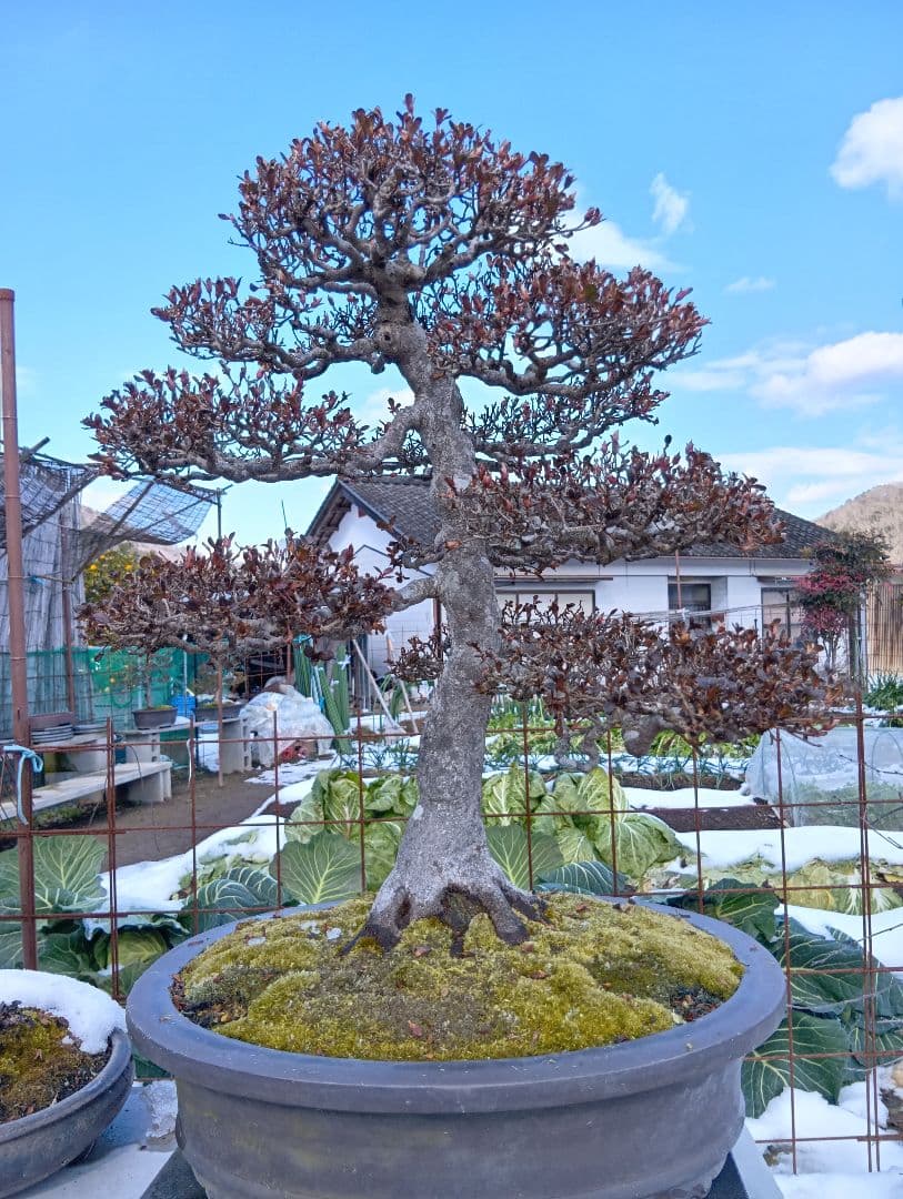 皐月大品盆栽深山満月‼️棚整理セール半価以下85000円‼️