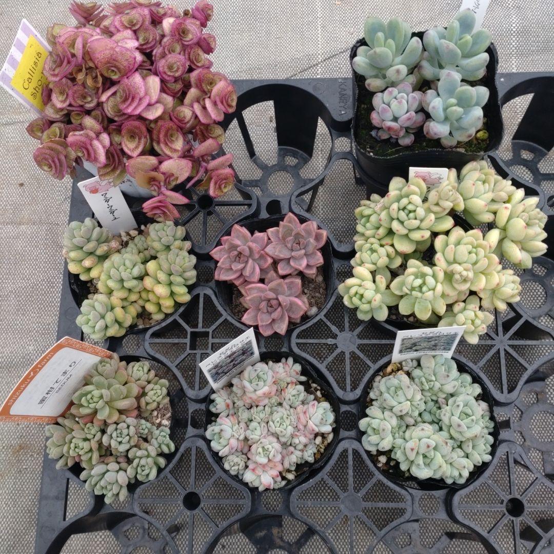 月曜追加あり きらりん☆彡