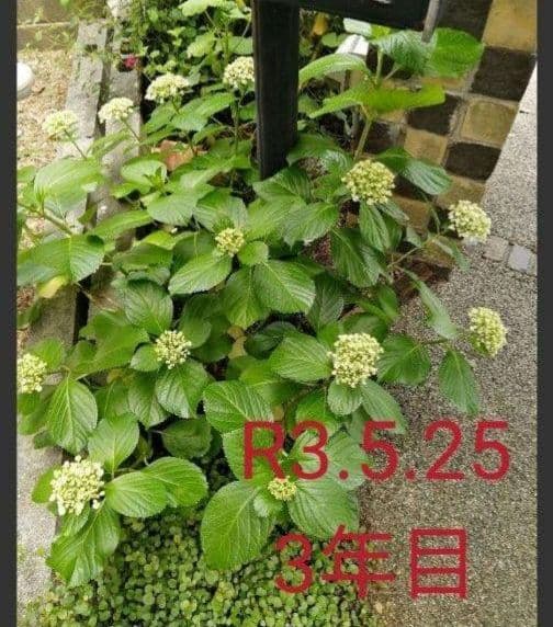 即購入可　オタフク（ウズ）アジサイ現物A抜き苗